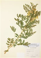 藏品(美洲黃芪)的圖片
